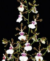 Oncidium Wild Willie 'Wonka'
